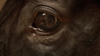 Orphan Horse screenshot 1