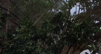 The Island of Dr. Moreau screenshot 2