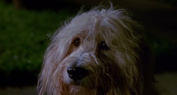 Edward Scissorhands screenshot 3