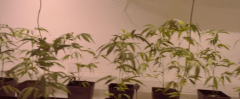 The Intent 2: The Come Up screenshot 1