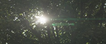 Under the Tree screenshot 1