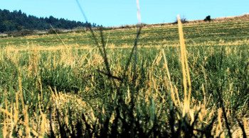 The Half-Life of Genius Physicist Raemer Schreiber screenshot 1