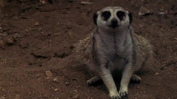 Chupacabra Terror screenshot 2