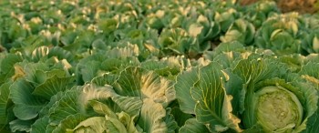 Andhadhun screenshot 3