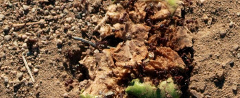 Dead Ant screenshot 1
