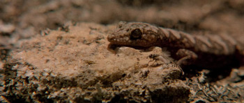 The Chant of Jimmie Blacksmith screenshot 1