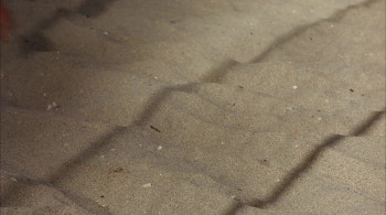 Wild Things 2 screenshot 1