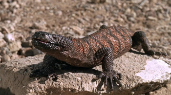 The Ballad of Cable Hogue screenshot 1