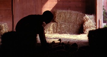 Fly Away Home screenshot 3