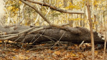 Against the Wild screenshot 1