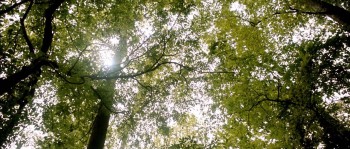 Jug Face screenshot 1