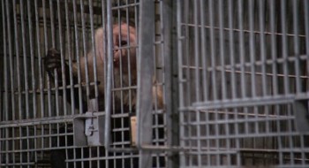 Monkey Shines screenshot 1