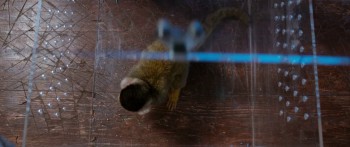 Paddington screenshot 2