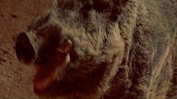 Razorback screenshot 2