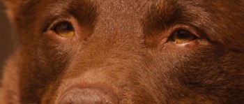 Red Dog screenshot 3