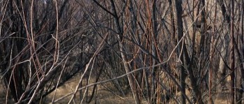 Rio Conchos screenshot 1