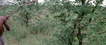 Shout at the Devil screenshot 1