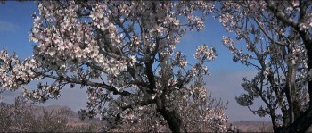 Solomon and Sheba screenshot 1