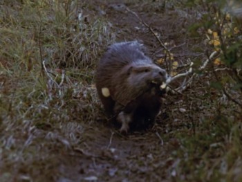 The Further Adventures of the Wilderness Family screenshot 2