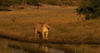 The Last Lions screenshot 2