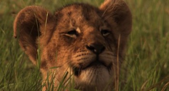 The Last Lions screenshot 3