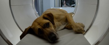 The Lazarus Effect screenshot 3