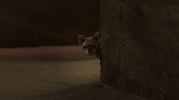 Treasure Buddies screenshot 3