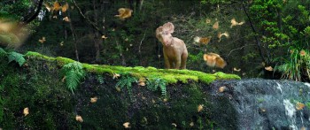 Walking with Dinosaurs 3D screenshot 1