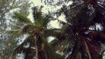 You May Not Kiss the Bride screenshot 1