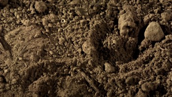 Terra Mater Big Bugs - Kleine Krabbler ganz groß screenshot 1