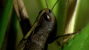 Terra Mater Big Bugs - Kleine Krabbler ganz groß screenshot 2