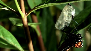 Terra Mater Big Bugs - Kleine Krabbler ganz groß screenshot 3