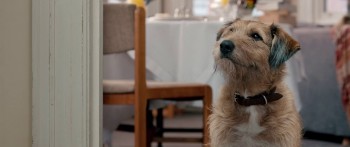 Absolutely Anything screenshot 2