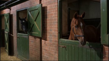 Black Beauty screenshot 3