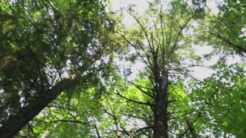 Star Leaf screenshot 1