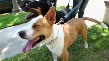 The Amityville Haunting screenshot 2