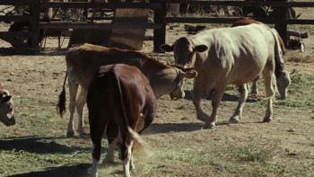 The Devil's Rejects screenshot 2