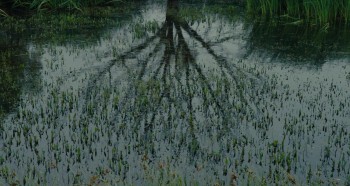 The Danish Girl screenshot 1