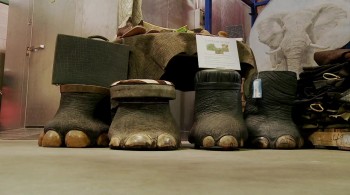 Racing Extinction screenshot 1