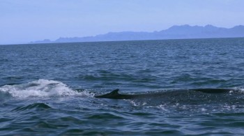 Racing Extinction screenshot 3