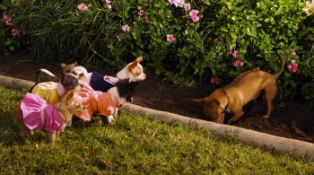Beverly Hills Chihuahua 2 screenshot 1