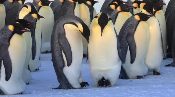 Snow Chick: A Penguin's Tale screenshot 1