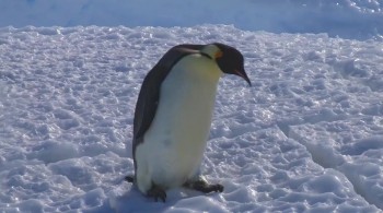 Snow Chick: A Penguin's Tale screenshot 2