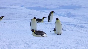 Snow Chick: A Penguin's Tale screenshot 3