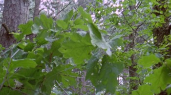 Mosquito screenshot 3