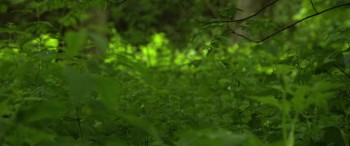 The Survivalist screenshot 3