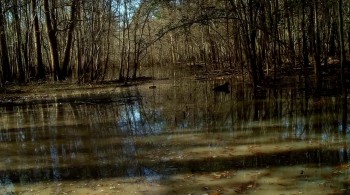Sharkansas Women's Prison Massacre screenshot 3