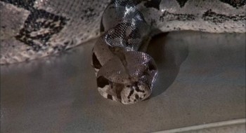 Sssssss screenshot 3