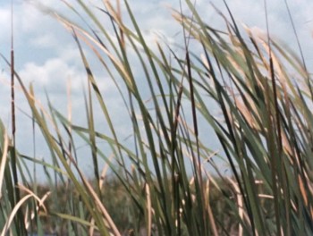 River of Grass screenshot 3