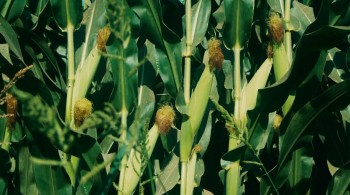 The Informant! screenshot 1